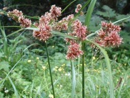 Cyperus solidus